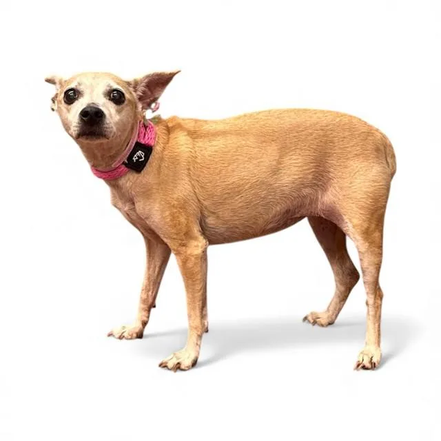 A senior medium-sized female Whippet dog named Annie for adoption in Agoura, CA