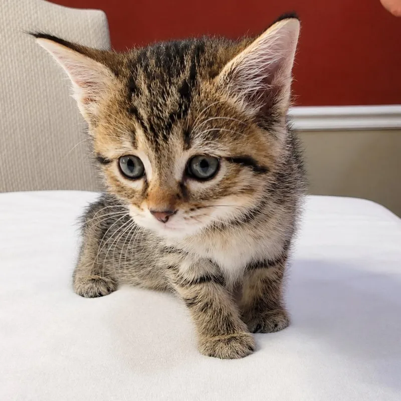 A baby small-sized female White Domestic Short Hair cat named Mika for adoption in Mount Vernon, IN