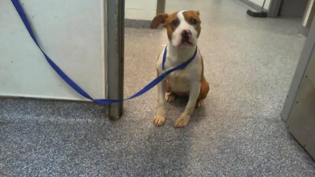 A young medium-sized female Pit Bull Terrier dog named Shirley Strudel for adoption in Charlotte, NC