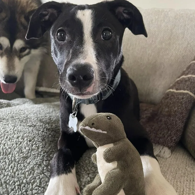 A baby medium-sized female Mixed Breed dog named Marjory for adoption in State College, PA
