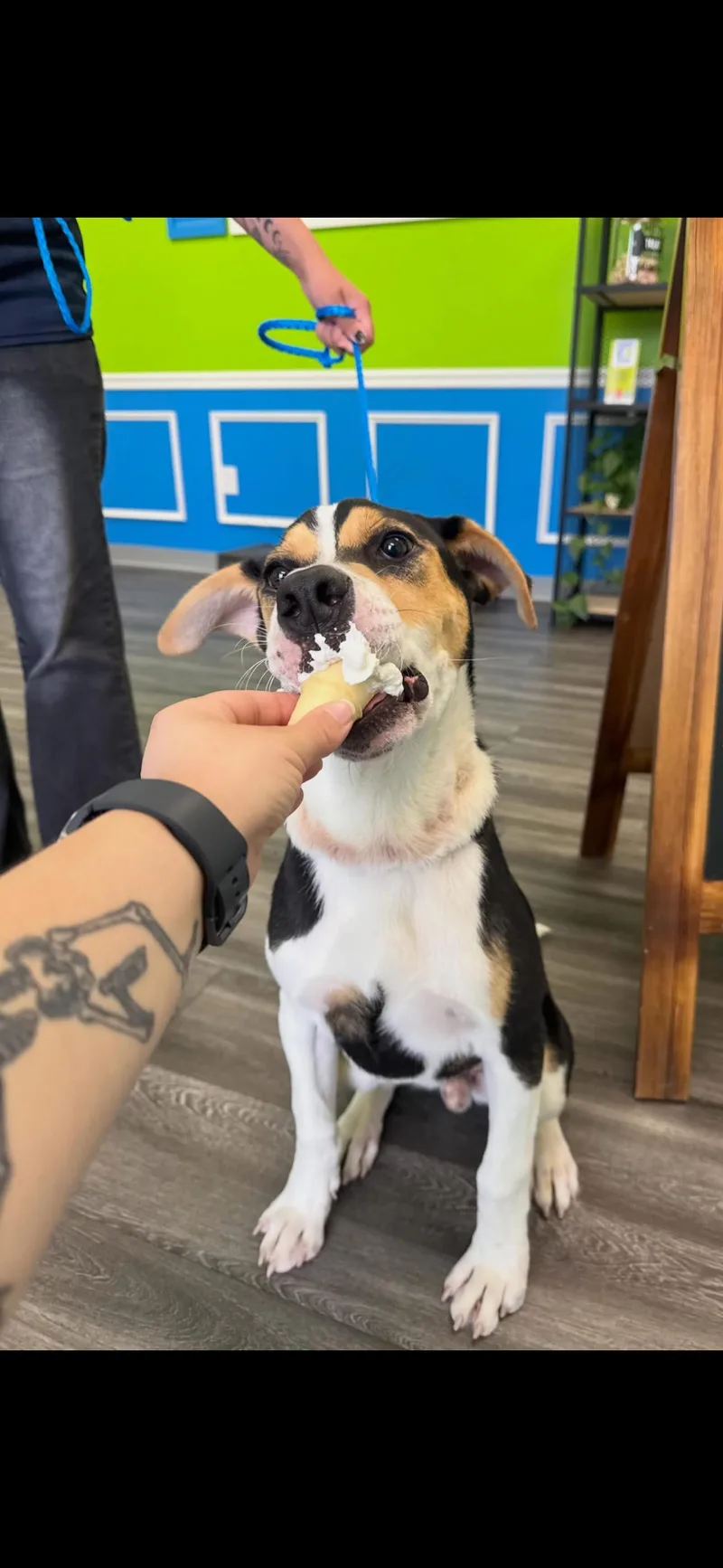 A baby medium-sized male Tricolor (Brown, Black, & White) Hound dog named Puppy for adoption in Dallas, TX
