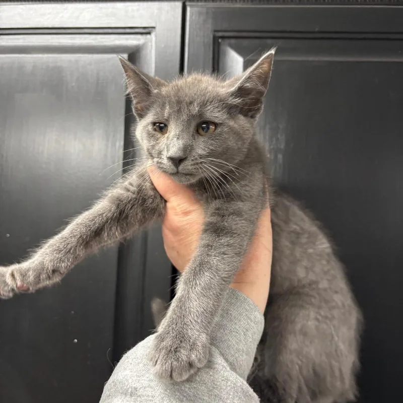 A baby small-sized male Gray / Blue / Silver Domestic Short Hair cat named Nutty Buddy for adoption in Granville, OH