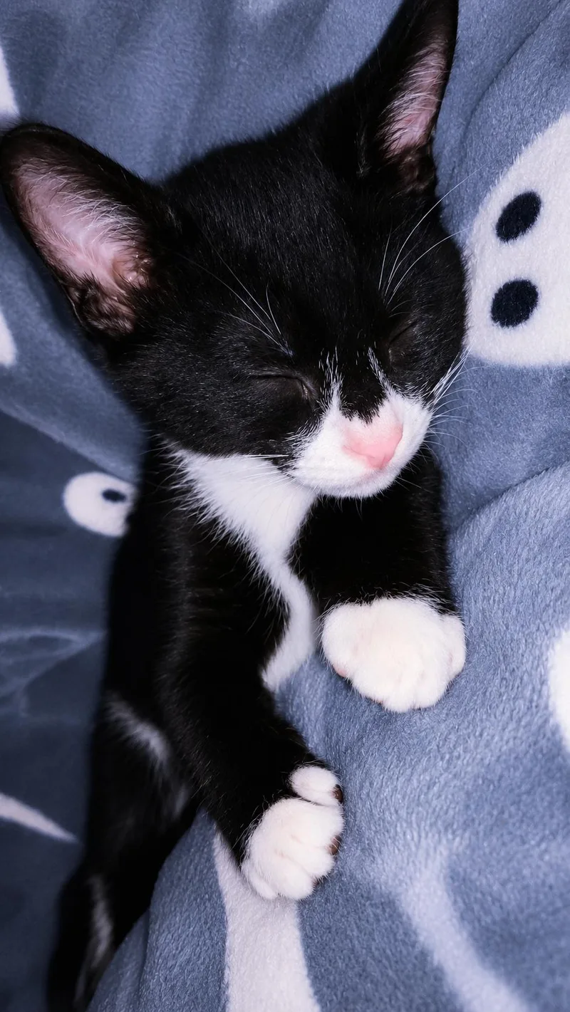 A baby medium-sized male Tuxedo cat named Smoke Show for adoption in Fresno, CA