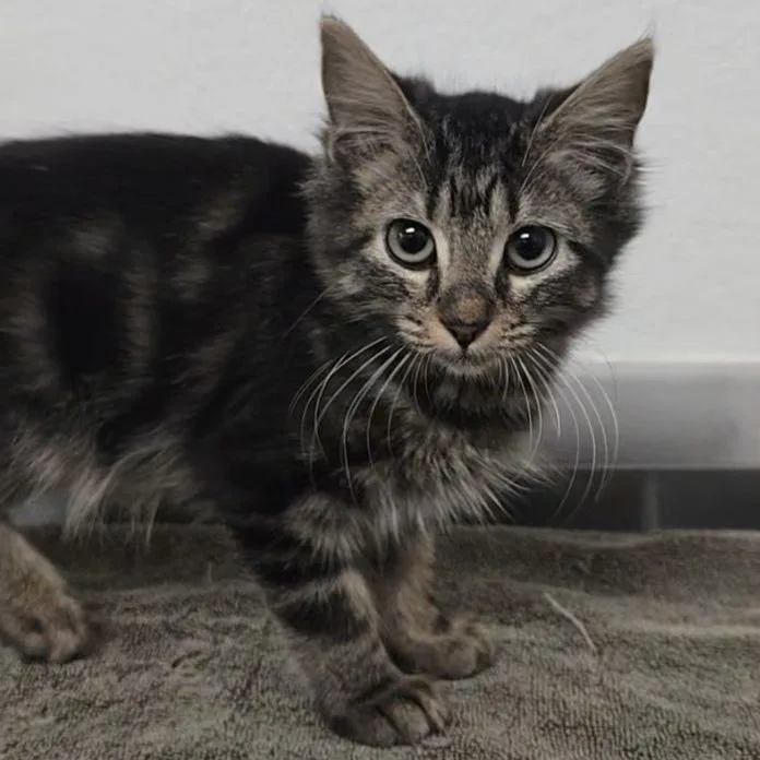 A baby small-sized female Brown / Chocolate Domestic Short Hair cat named Winston for adoption in Austin, TX