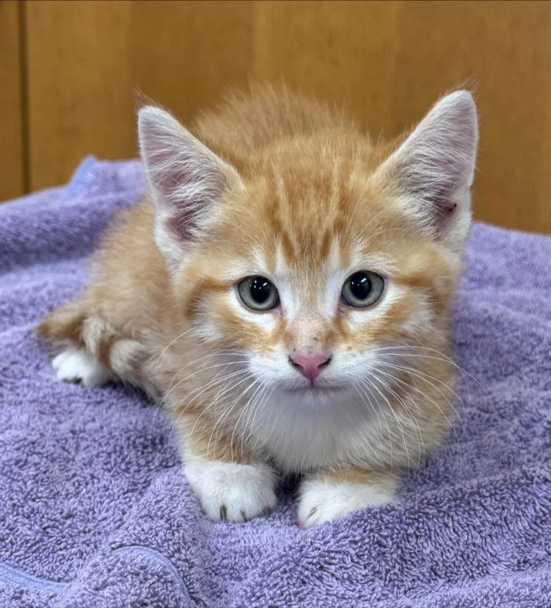 A baby small-sized male Tabby (Orange / Red) Domestic Short Hair cat named Cheesecake for adoption in Hackensack, MN