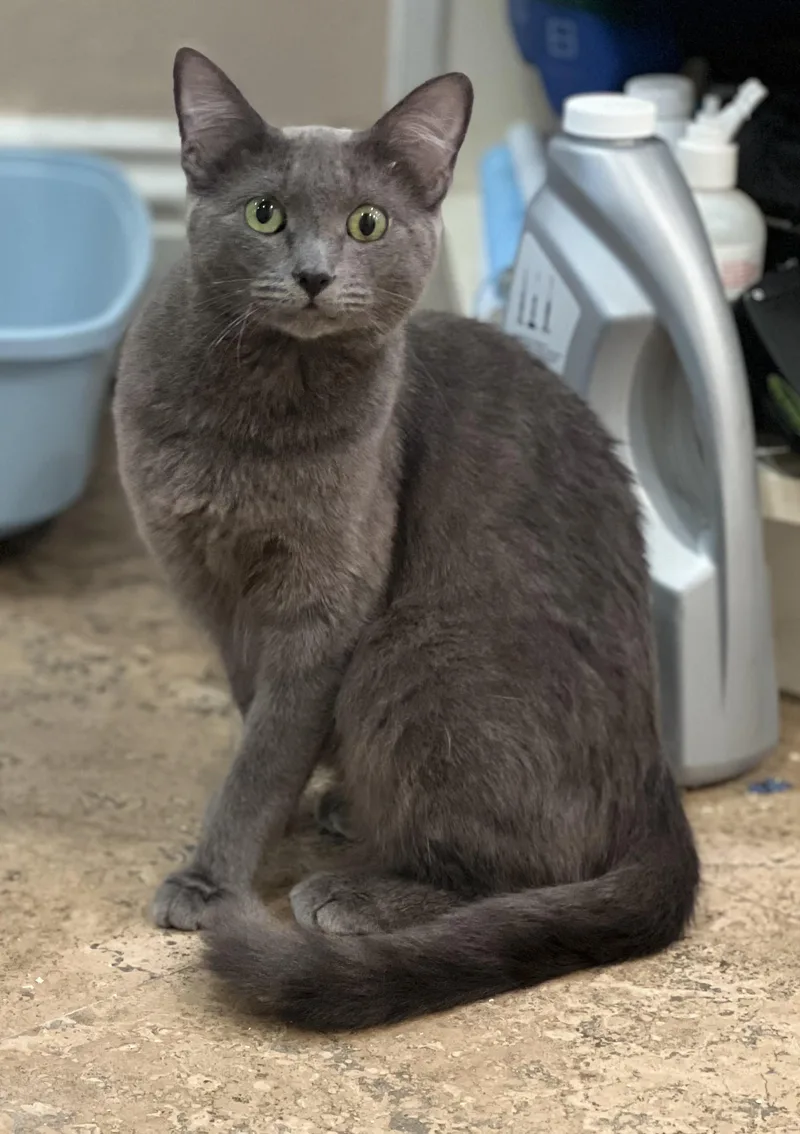 A baby medium-sized female Gray / Blue / Silver Domestic Short Hair cat named Valentina for adoption in Los Alamitos, CA