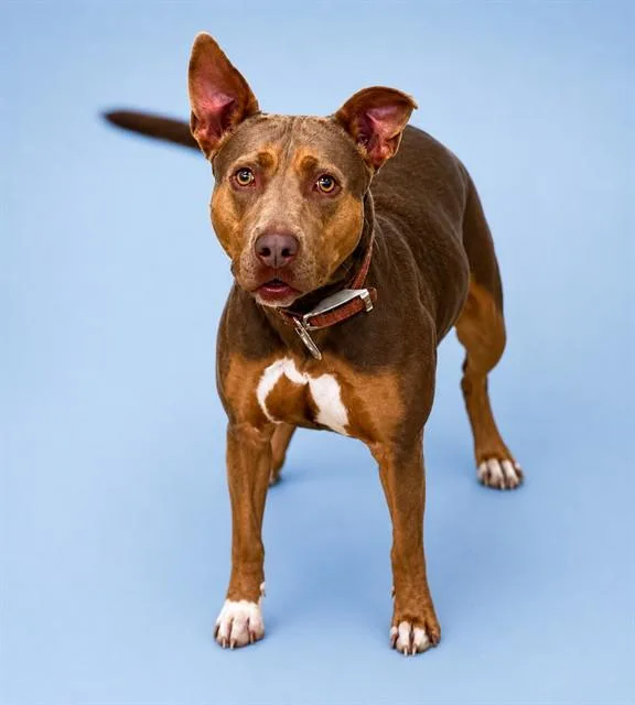A young medium-sized female Pit Bull Terrier dog named Ariel for adoption in Westminster, MD