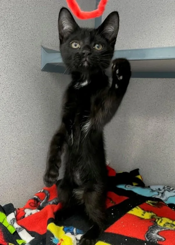 A baby small-sized male Domestic Short Hair cat named Darth Vader for adoption in Skillman, NJ