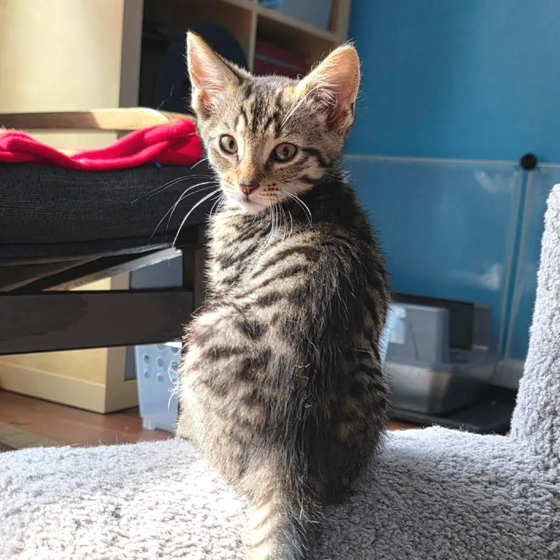 A baby small-sized male Brown / Chocolate Domestic Short Hair cat named Oscar for adoption in Newport News, VA