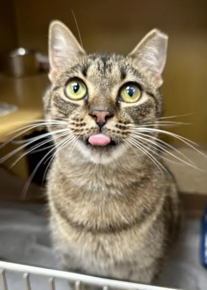 An adult small-sized female Domestic Short Hair cat named Pawnee for adoption in Washington, DC