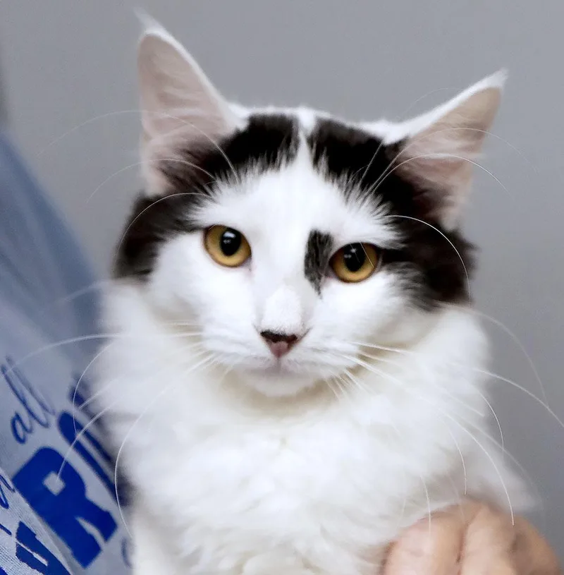 A baby medium-sized female Black & White / Tuxedo Domestic Long Hair cat named Filomena for adoption in Kansas City, KS