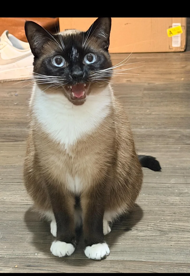 Cleo