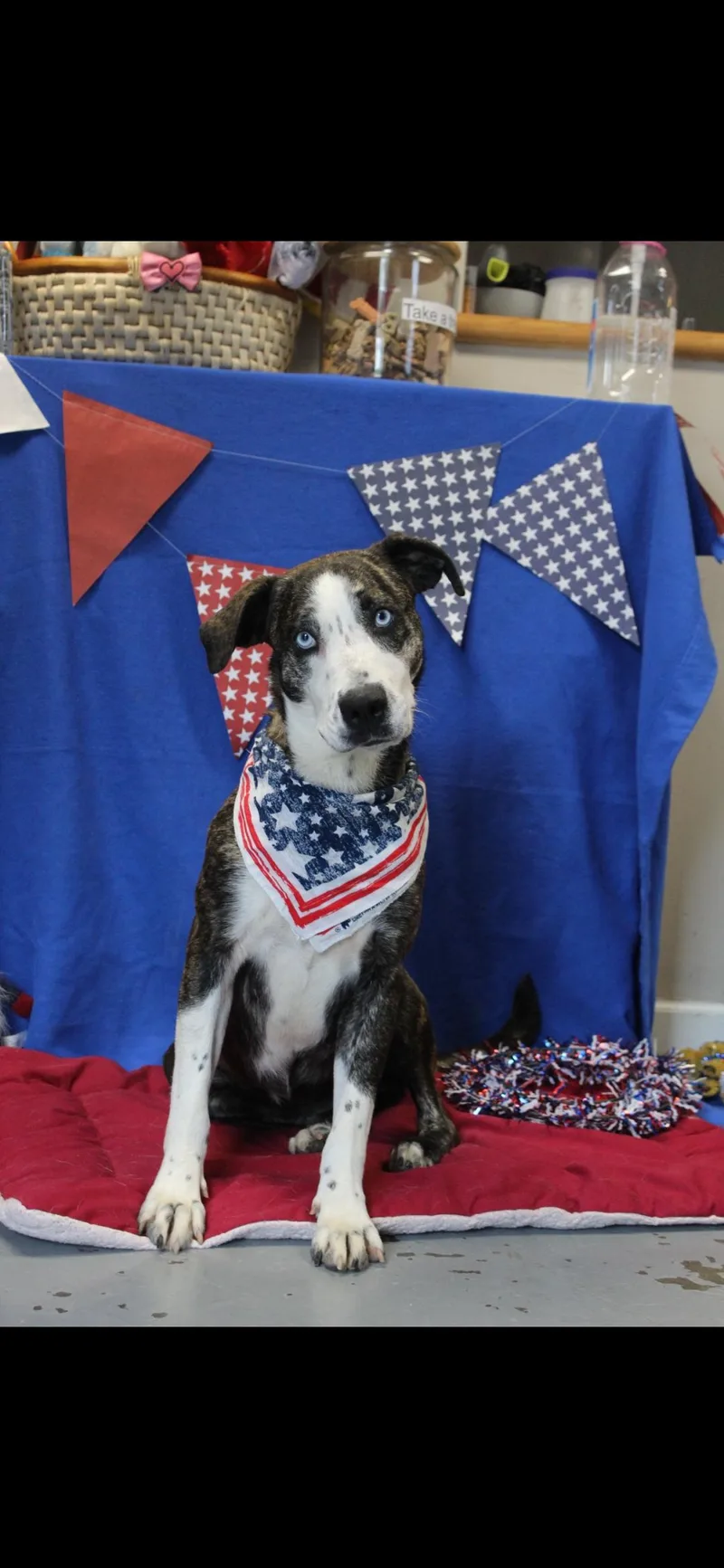 An adult large-sized female Brindle Catahoula Leopard Dog dog named Sheila for adoption in Berea, KY