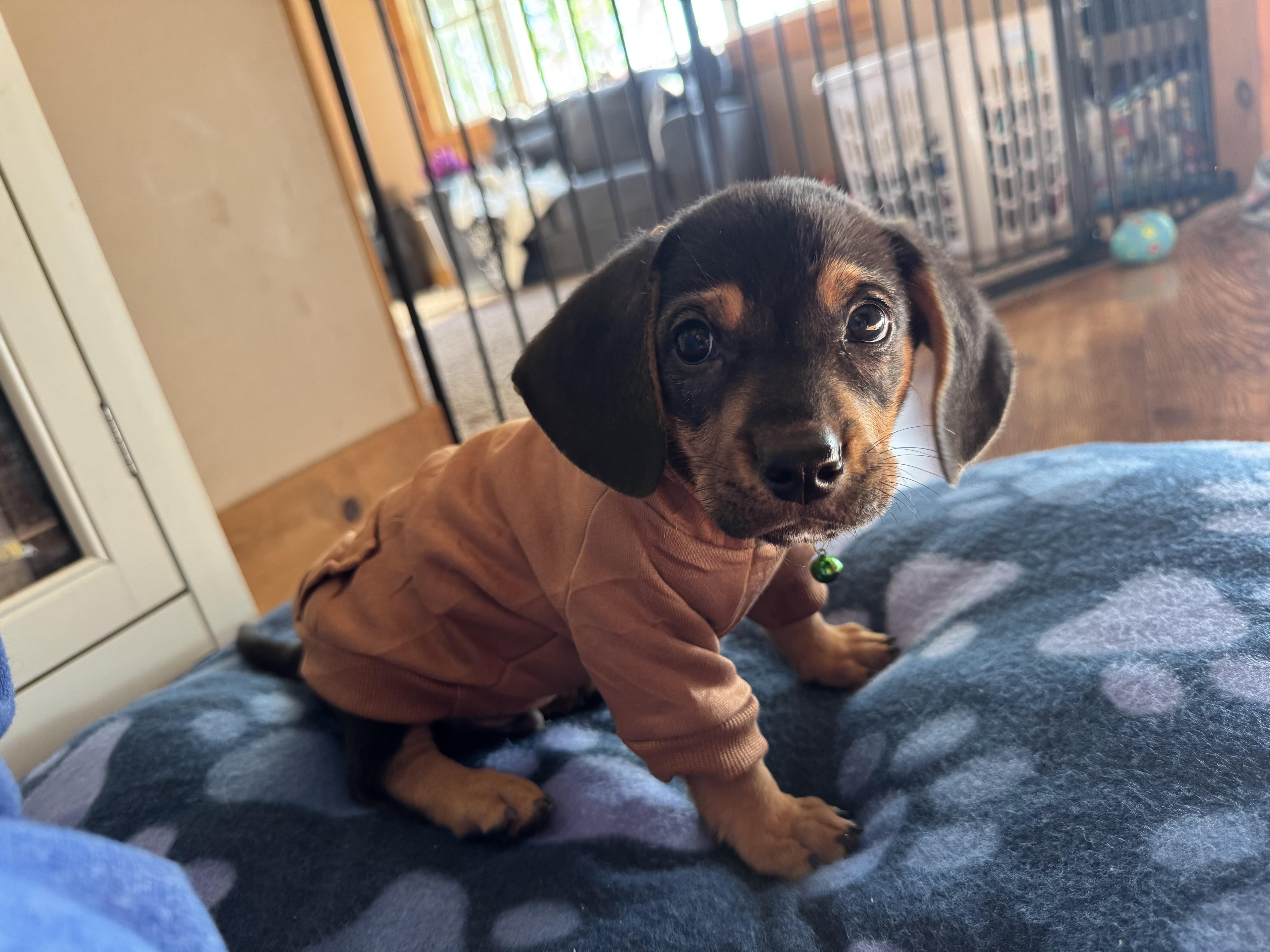 A baby small-sized male Black Dachshund dog named Charlie for adoption in Byron, IL