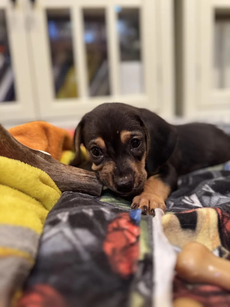 Charlie thumbnail 3