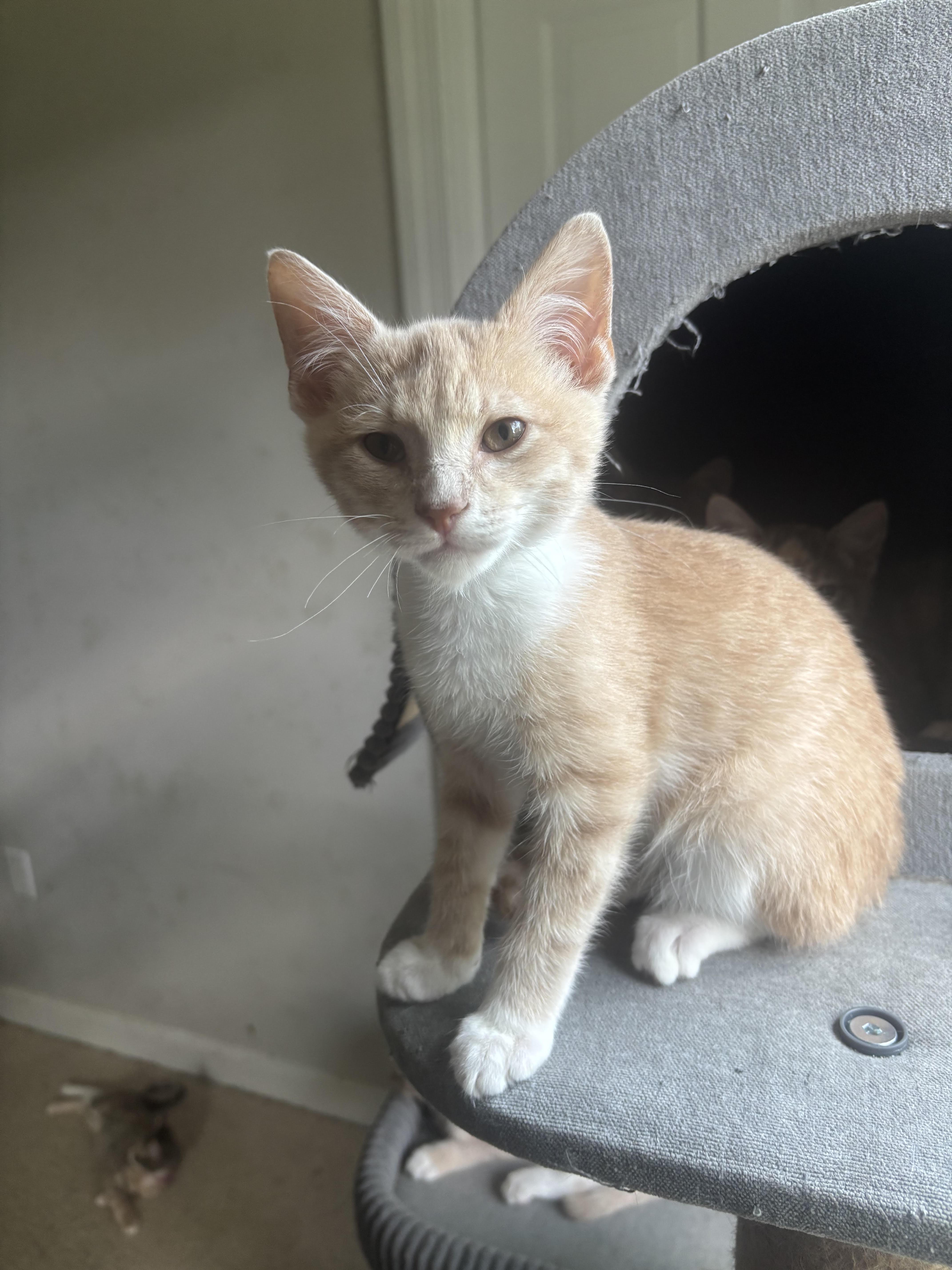 A baby small-sized male Buff & White Domestic Short Hair cat named Sminski for adoption in Richmond, VA