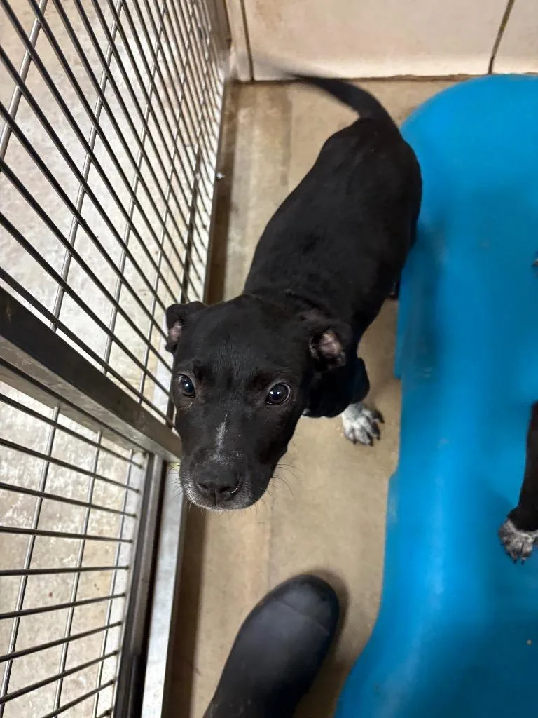 A baby small-sized male Mixed Breed dog named Sinclair for adoption in Bossier City, LA