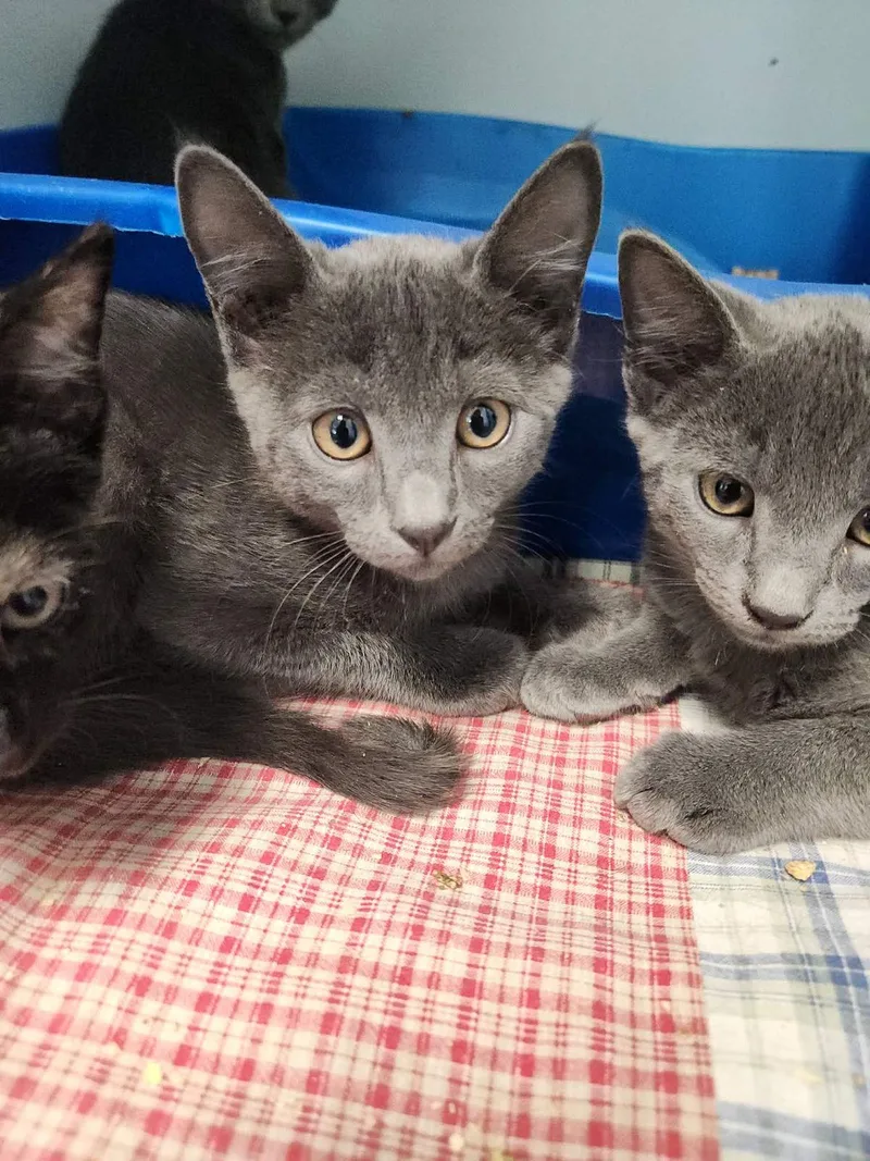 A young small-sized male Domestic Short Hair cat named Charcoal for adoption in Kingman, AZ