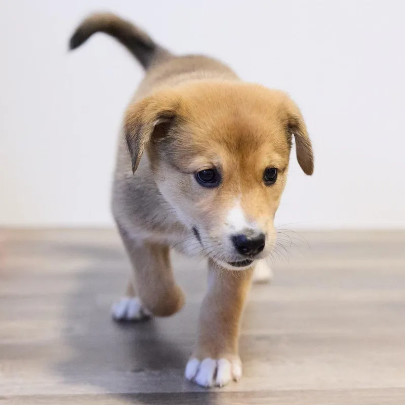 A baby small-sized female Yellow / Tan / Blond / Fawn Husky dog named Snowy D for adoption in Minnetonka, MN