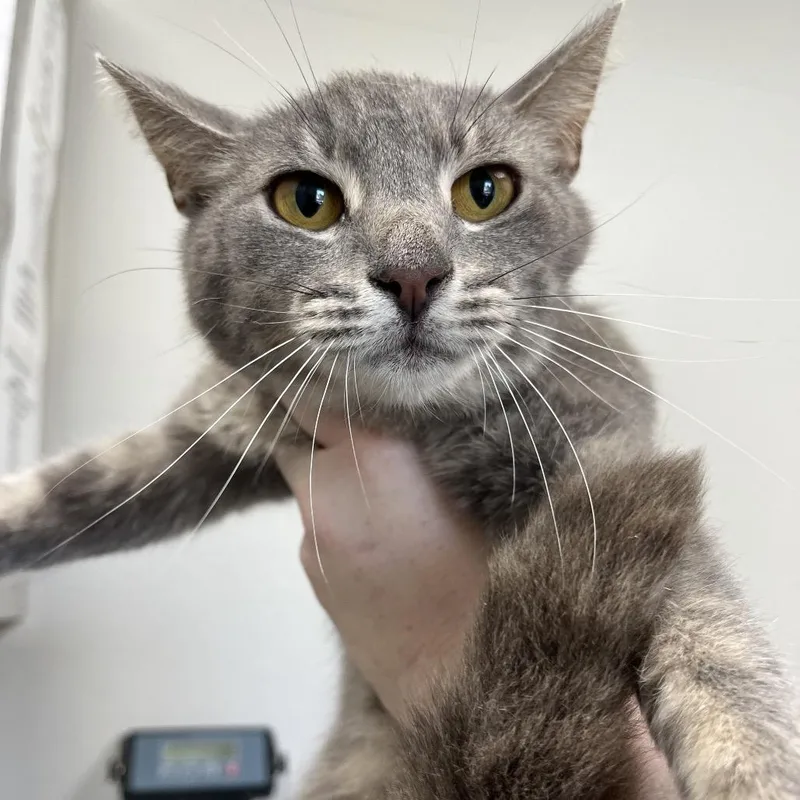 A young medium-sized female Gray / Blue / Silver Domestic Short Hair cat named Tess for adoption in Columbiana, AL