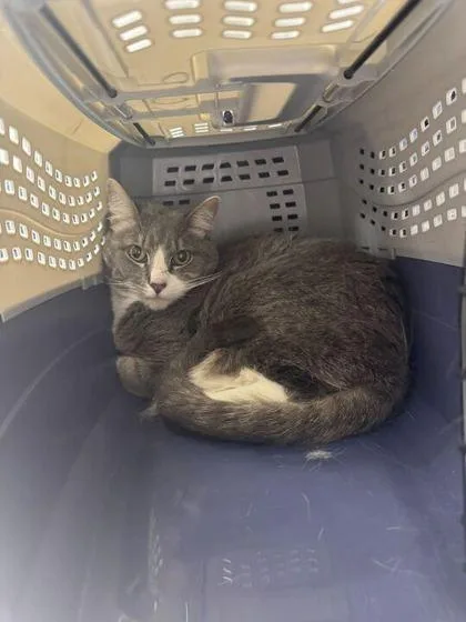 An adult medium-sized female Gray / Blue / Silver Domestic Short Hair cat named Pulled Pork Pamela for adoption in Kansas City, MO