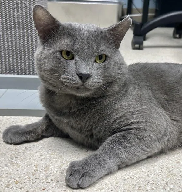 An adult small-sized male Domestic Short Hair cat named Chicharron for adoption in Sherwood, OR
