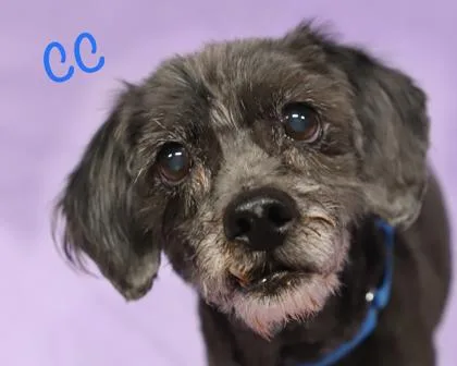 A senior small-sized female Cairn Terrier dog named Cc for adoption in Parma, OH