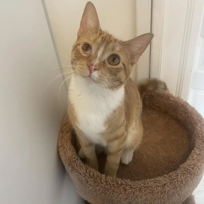 Ruby Red thumbnail 2