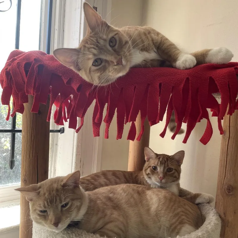 Ruby Red thumbnail 3