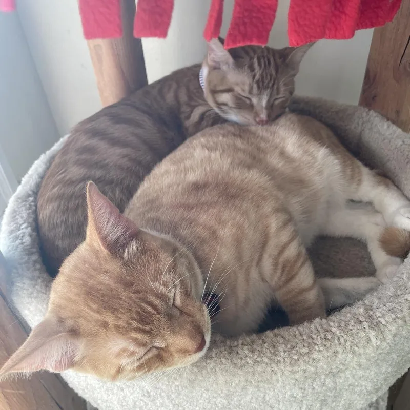 Ruby Red thumbnail 4