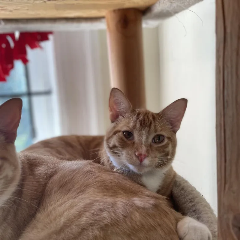 Ruby Red thumbnail 5