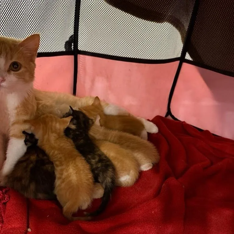 Ruby Red thumbnail 6