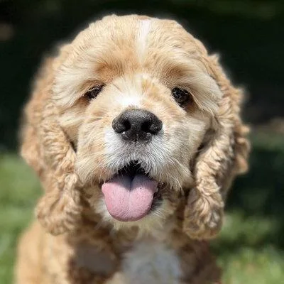 An adult medium-sized male Cocker Spaniel dog named Jaxson for adoption in Arlington, VA