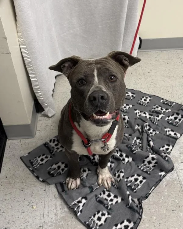 A young medium-sized male Pit Bull Terrier dog named Moshi for adoption in Salt Lake City, UT