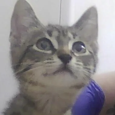 A baby small-sized female Gray & White Domestic Short Hair cat named Pepper Jack for adoption in Anoka, MN
