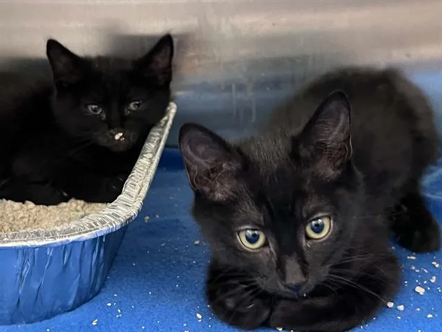 A baby small-sized female Domestic Short Hair cat named Princess for adoption in Tustin, CA