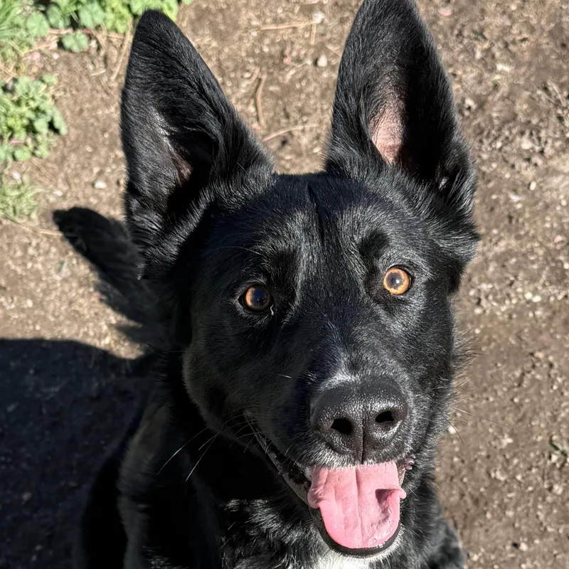 A young medium-sized male Black Australian Kelpie dog named Onyx for adoption in Lindon, UT