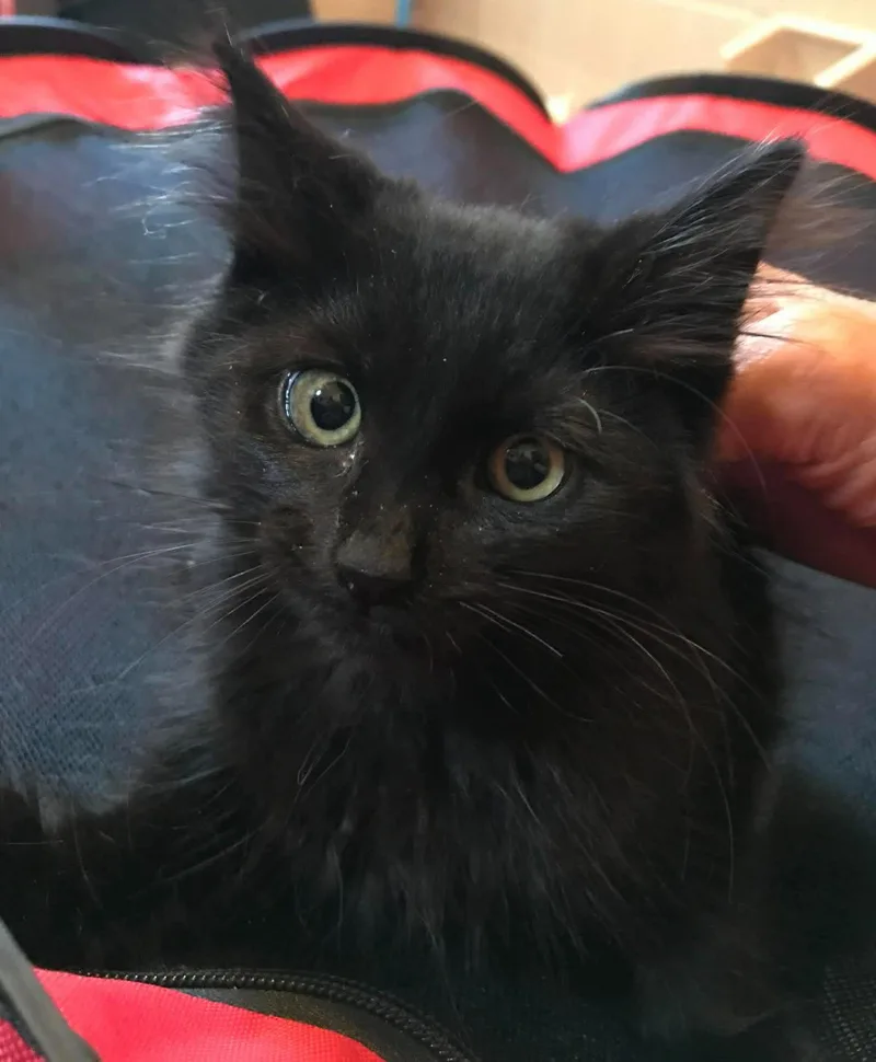 A baby medium-sized female Black Domestic Short Hair cat named Crystal Ball for adoption in Trenton, NJ