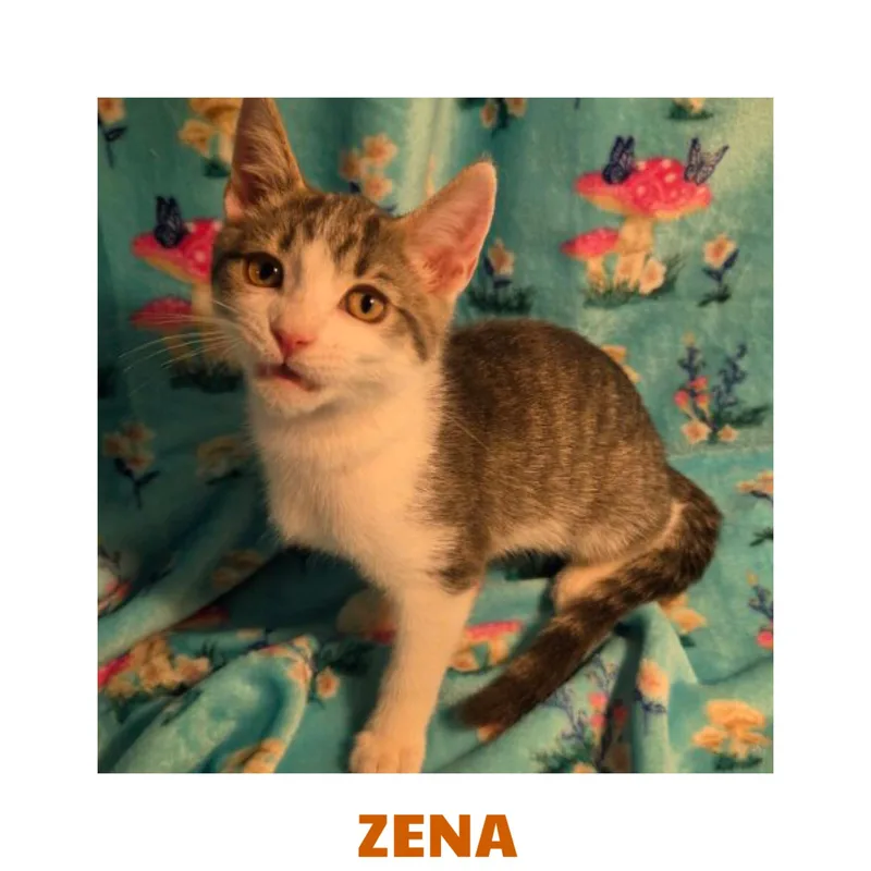 A baby medium-sized female Gray & White Domestic Short Hair cat named Zena for adoption in Warren, OH