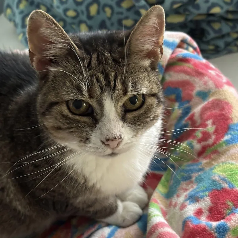 An adult medium-sized female Tabby (Tiger Striped) Tiger cat named Barbara for adoption in Albany, NY