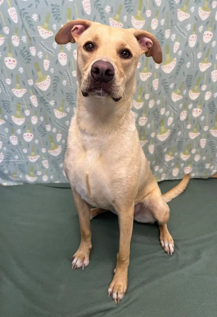 A young medium-sized female Yellow / Tan / Blond / Fawn Labrador Retriever dog named Daisy for adoption in Benld, IL