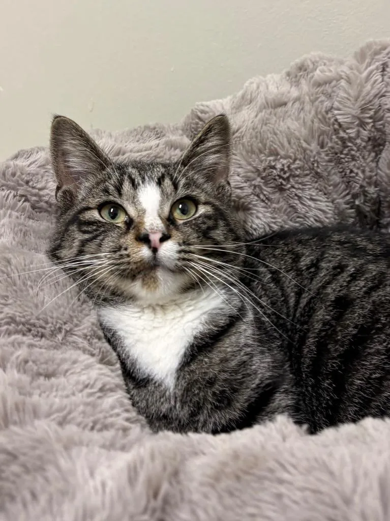 A young medium-sized male Domestic Short Hair cat named Bigfoot for adoption in Fall River, MA