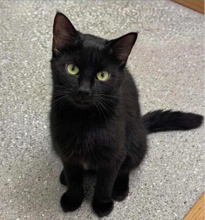 A young medium-sized female Black Domestic Short Hair cat named Keira for adoption in Indiana, PA