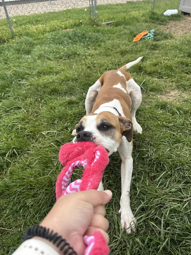 An adult medium-sized male Mixed Breed dog named Luna Lu for adoption in Moundsville, WV