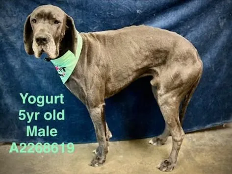 An adult extra large-sized male Great Dane dog named Huesito for adoption in Chatsworth, CA