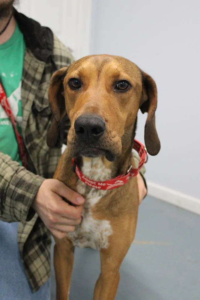 An adult medium-sized female Brown / Chocolate Hound dog named Annie Oakley  Longest for adoption in Linton, IN