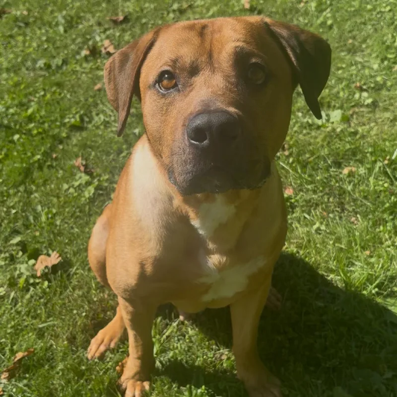 An adult large-sized male Pit Bull Terrier dog named Bear for adoption in Fairmont, WV