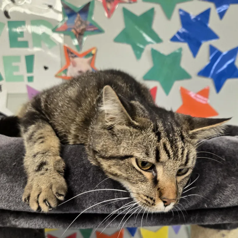 An adult medium-sized male Black Domestic Short Hair cat named Gomer for adoption in Xenia , OH