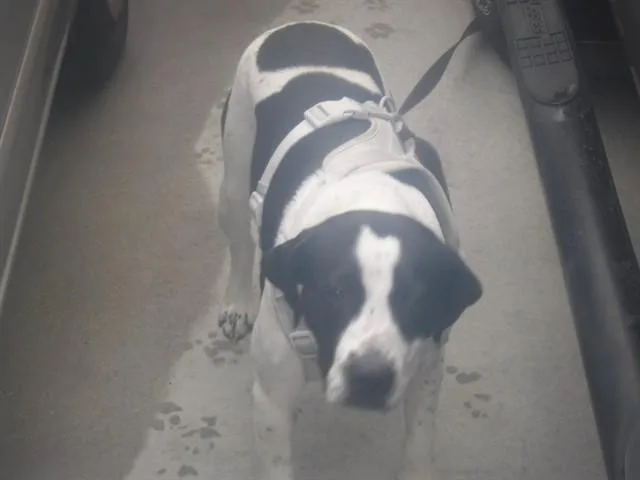 A young medium-sized female Terrier dog named Kyla for adoption in Miami, FL
