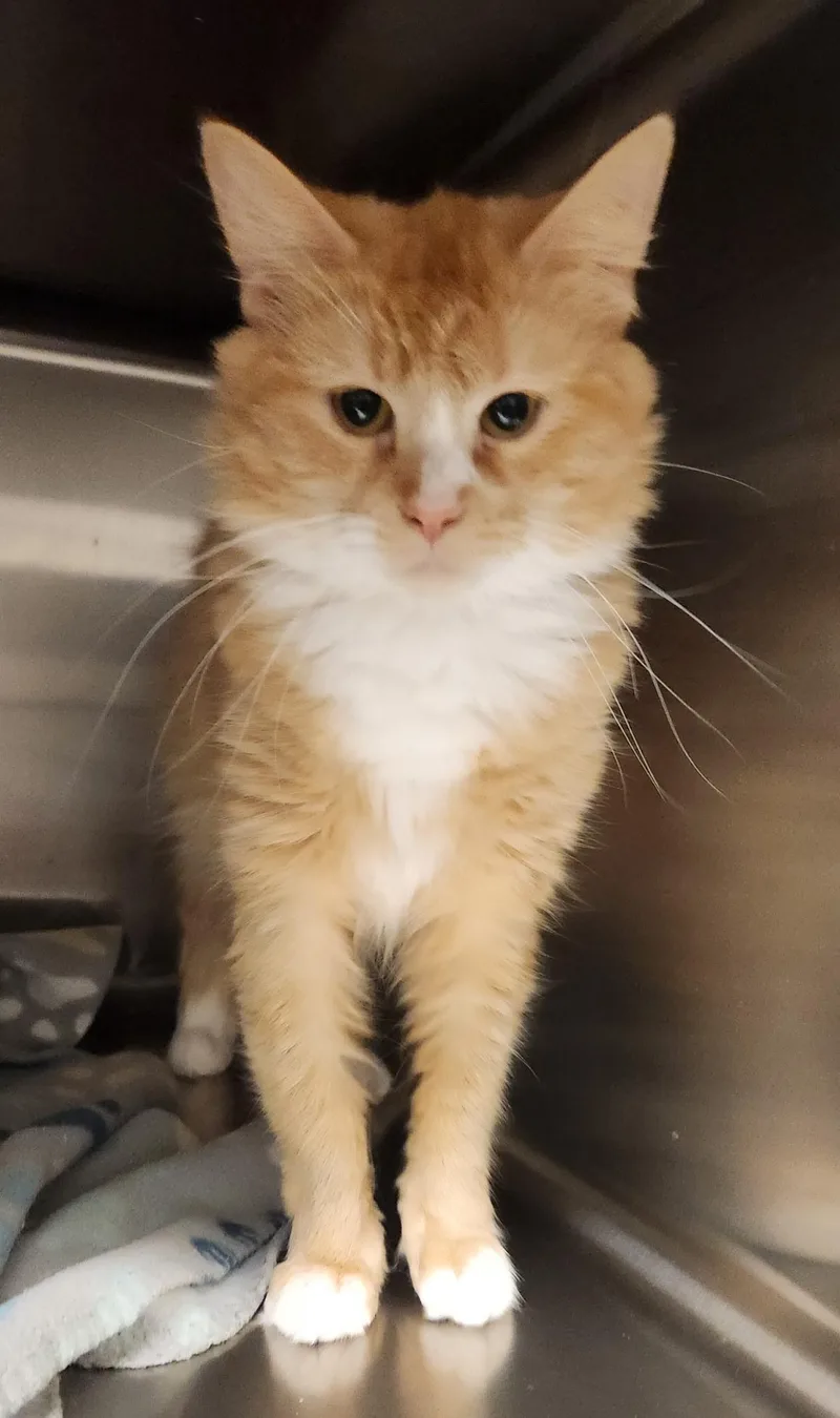 An adult medium-sized female Orange & White Domestic Long Hair cat named Icarus for adoption in Stanley, VA